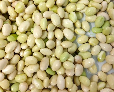 Diferencias entre alubias secas y alubias frescas (pochas)