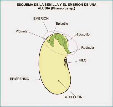 Partes de una semilla de alubia