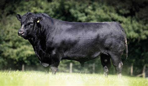 Características distintivas de las razas Wagyu