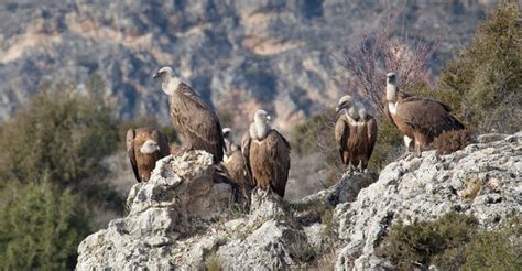 Hoces del Río Duratón con buitres leonados
