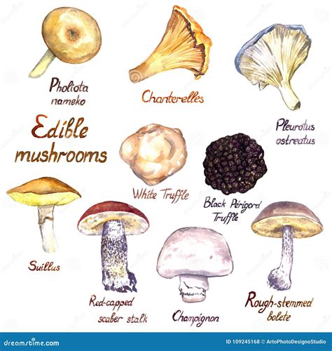 Variedad de setas comestibles de la comarca de Sepúlveda