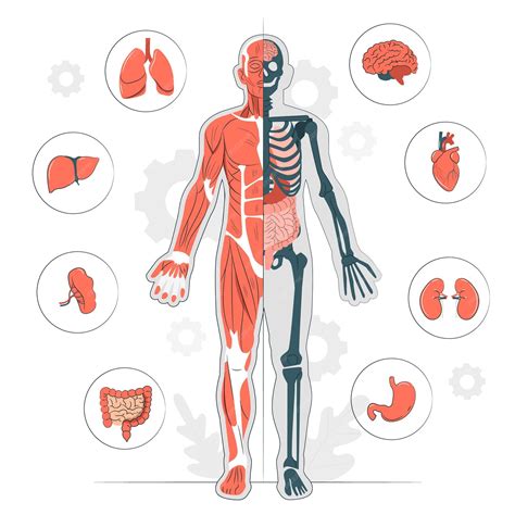 Ilustración de órganos del cuerpo humano relacionados con enfermedades sistémicas