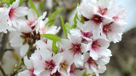 Un almendro en flor, con sus características flores blancas y rosáceas