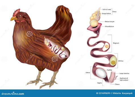 Diagrama del oviducto de una gallina mostrando la deposición de pigmentos en la cáscara del huevo.