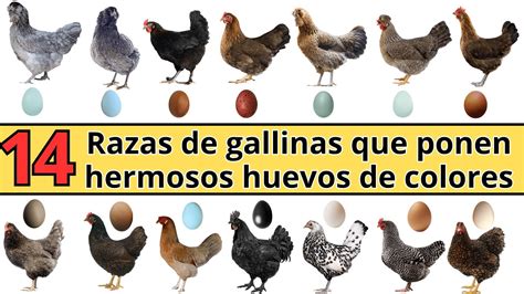 Mapa mostrando el origen de las razas de gallinas que ponen huevos de colores (Araucana de Chile, Dongxiang y Lushi de China).