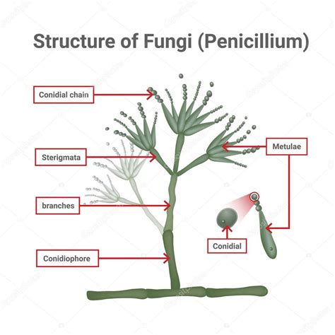 Estructura molecular del Penicillium roqueforti