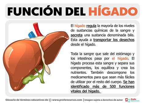 Diagrama del hígado y su función en la digestión de grasas