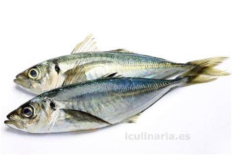 Chicharro fresco en una pescadería