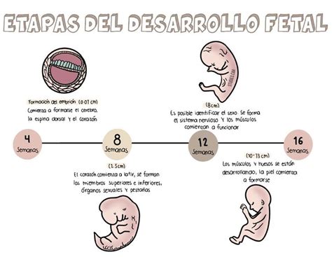 Esquema de las etapas del desarrollo fetal y el crecimiento de la barriga