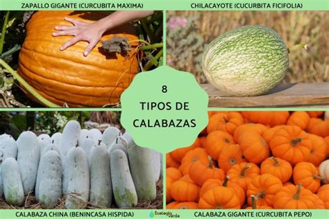Infografía sobre los tipos de calabaza y sus características