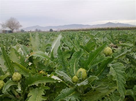 Mapa de la zona de cultivo de las Alcachofas de Benicarló DOP