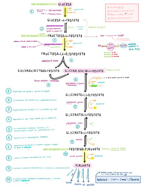 Esquema de las vías metabólicas de glucólisis, fermentación y respiración aeróbica