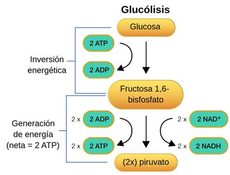 Pasos de la glucólisis con enzimas involucradas