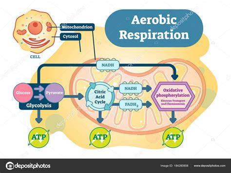 Esquema de las etapas de la respiración aeróbica