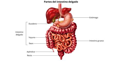 Estructura del intestino delgado en personas celíacas y sanas