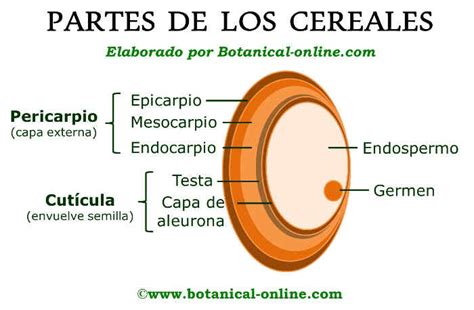 Partes de un grano de cereal