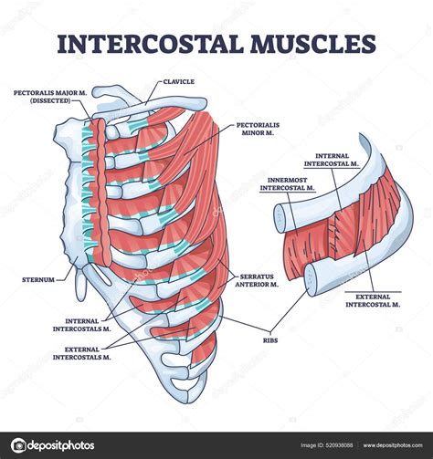 Anatomía de las costillas y músculos intercostales.