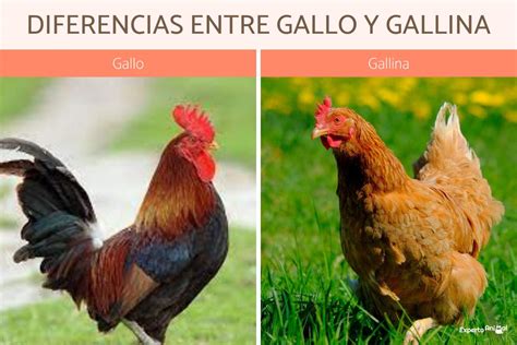 Esquema de las diferencias entre gallo y gallina