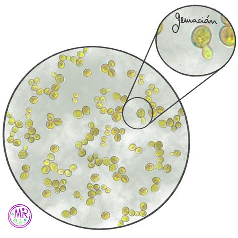 Microscopio con imagen de levaduras