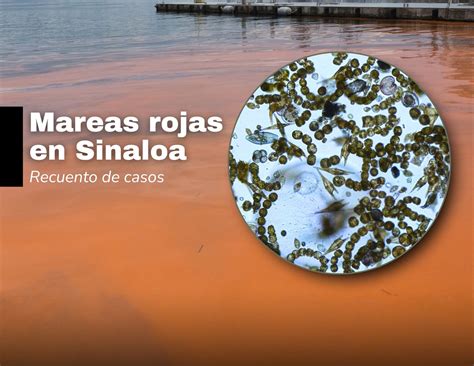 Microorganismos causantes de mareas rojas