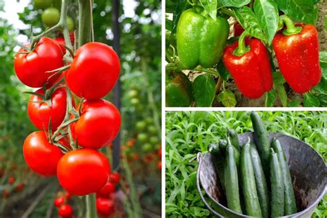 Huerta de Murcia con tomates, pimientos y pepinos