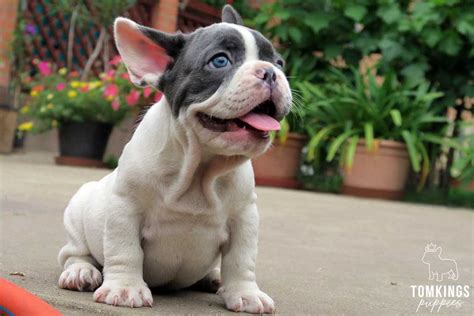 Bulldog francés con un tomate