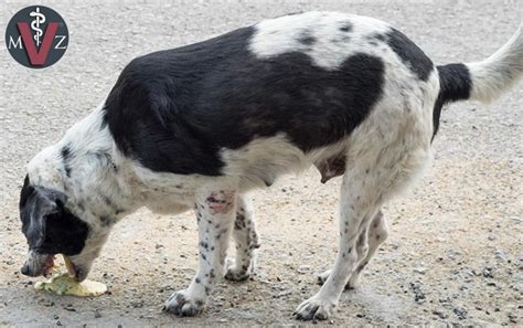 Síntomas de intoxicación en perros