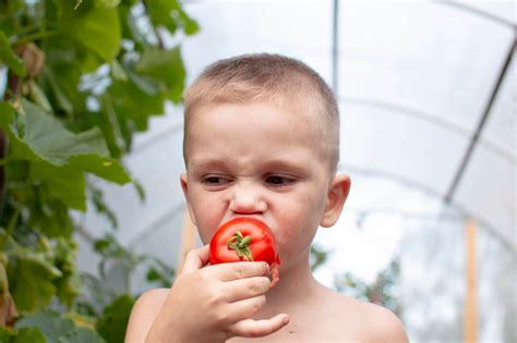 Perro comiendo tomate maduro
