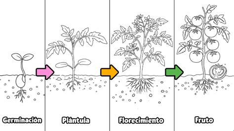 Esquema del ciclo de vida de la planta de berenjena y sus necesidades nutricionales
