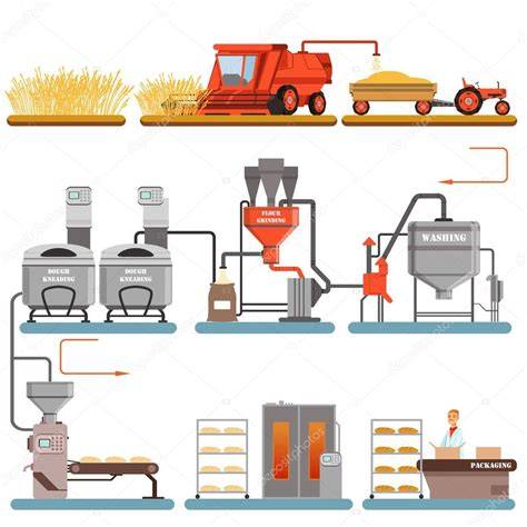 Proceso de fabricación de la harina desde el campo hasta el envasado