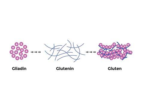 Estructura molecular del gluten