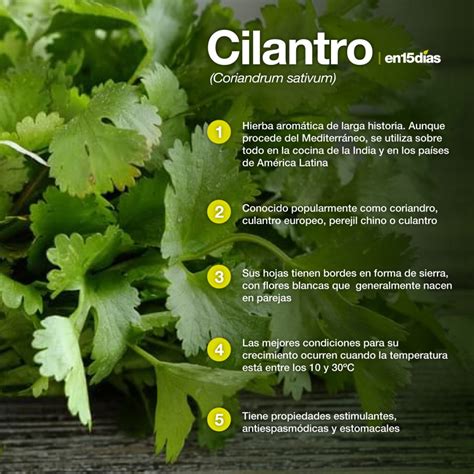 Mapa de origen del cilantro