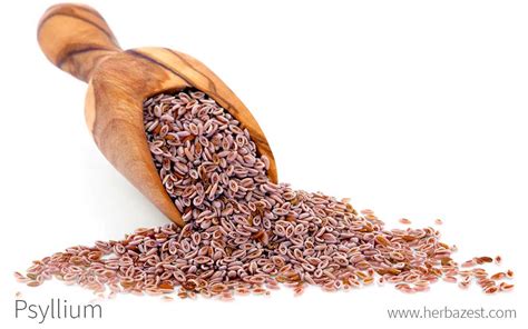 Semillas de psyllium