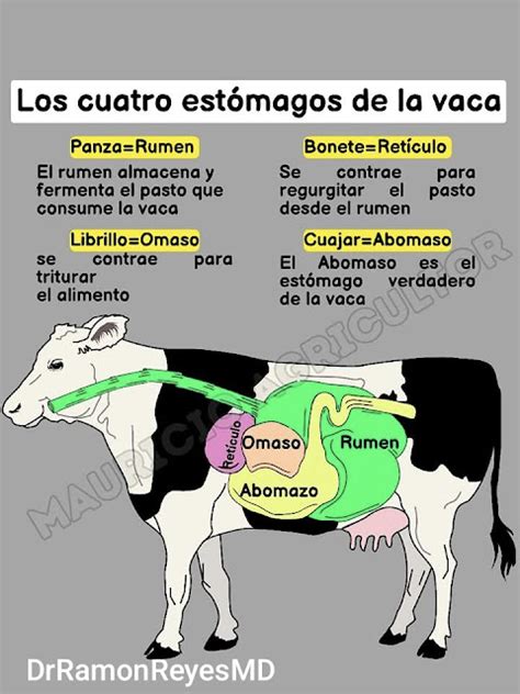 Representación de un abomaso de rumiante