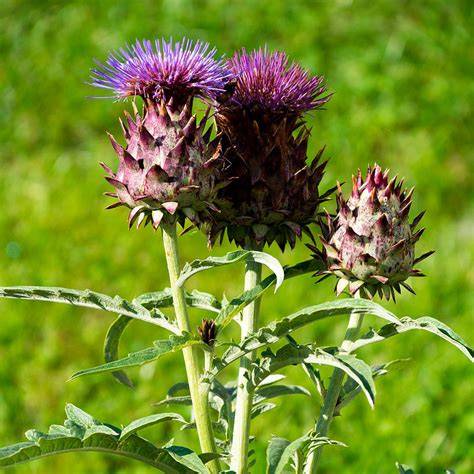 Flor de cardo (Cynara cardunculus)