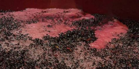 Uvas en proceso de fermentación para vino