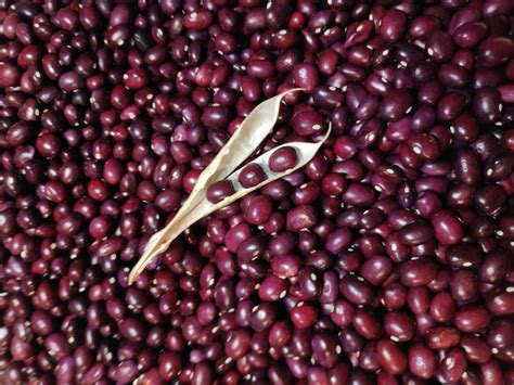 Campo de cultivo de alubia roja en Ibeas