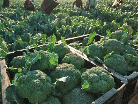 Condiciones climáticas ideales para el cultivo de brócoli