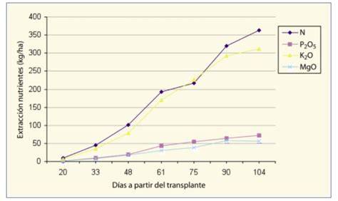 Ritmo de absorción de nutrientes del cultivo de brócoli