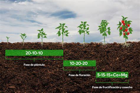 Mapa VRA para una fertilización específica con fósforo y potasio en el cultivo de brócoli