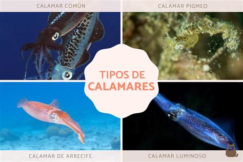 Diferentes tipos de calamares y su tamaño