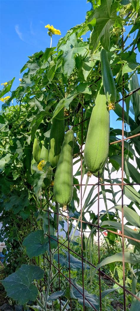 Planta de Luffa cylindrica con flores y frutos