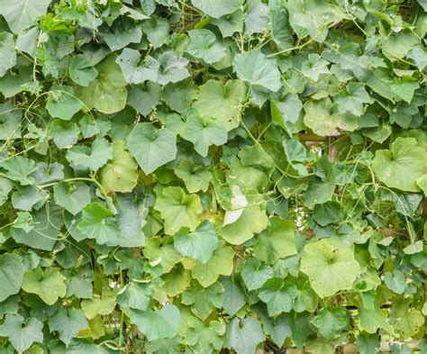 Hojas de la planta de luffa