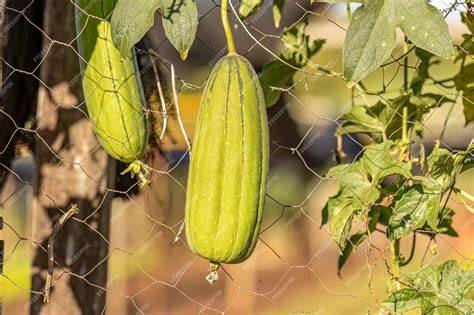 Fruto joven de luffa en crecimiento