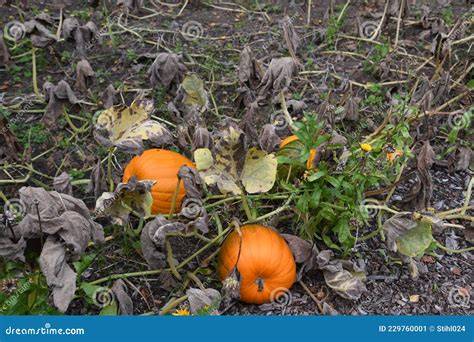 Calabazas de luffa maduras listas para la cosecha