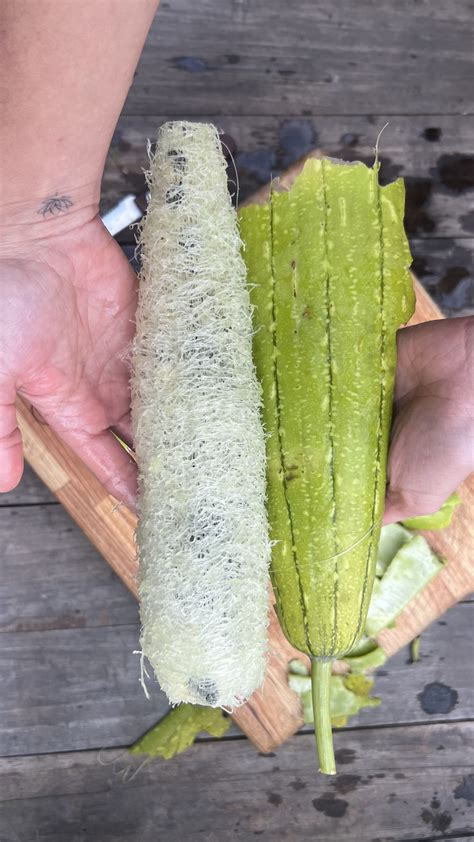 Proceso de pelado de la luffa