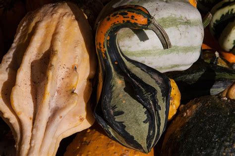 Calabazas ornamentales cosechadas