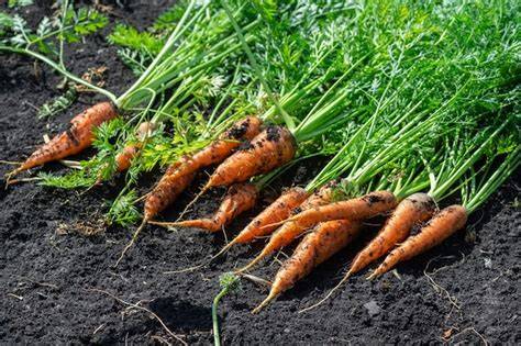 campo de zanahorias chantenay frescas recién cosechadas