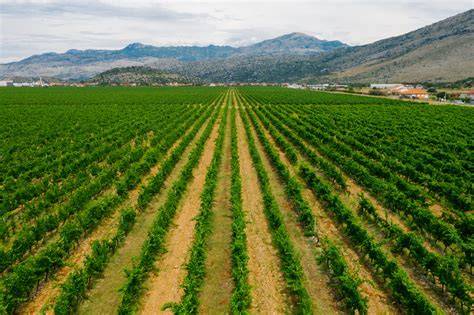Paisaje rural de Òdena con viñedos y campos de cultivo