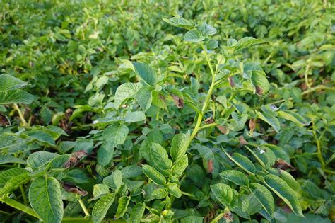 Campo de patatas afectado por mildiu